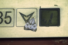 Nyctemera adversata