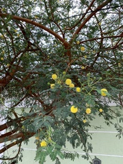 Vachellia seyal