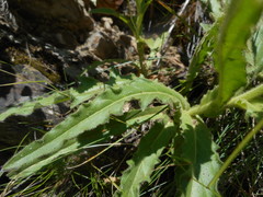 Schlagintweitia intybacea