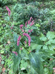 Persicaria extremiorientalis