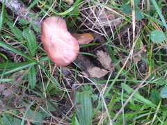 Chroogomphus rutilus