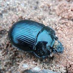 Typhaeus typhoeus