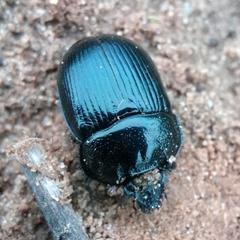 Typhaeus typhoeus