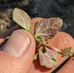 Chenopodium