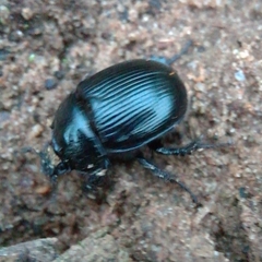 Typhaeus typhoeus