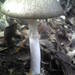 假褐雲斑鵝膏菌 - Photo (c) forestwander，保留部份權利CC BY-SA