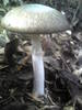 Hongo's False Death Cap - Photo (c) forestwander, some rights reserved (CC BY-SA)