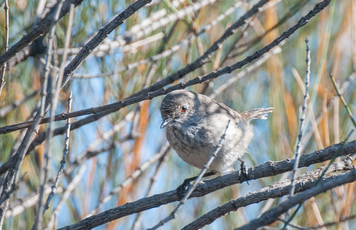 Acanthiza apicalis