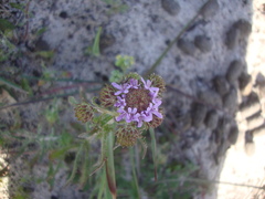 Phyllopodium cephalophorum