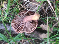 Chroogomphus rutilus