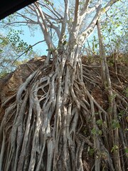 Ficus pringlei