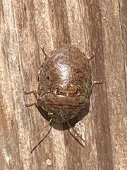 Diolcus chrysorrhoeus