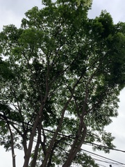 Cenostigma pluviosum