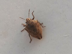 Odontotarsus robustus