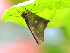 Hasora badra