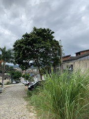 Paubrasilia echinata