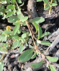 Atriplex semibaccata
