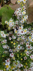 Symphyotrichum lateriflorum