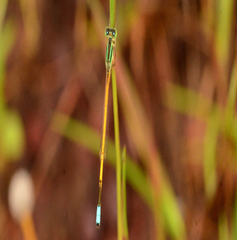 Ischnura rubilio