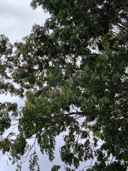 Paubrasilia echinata