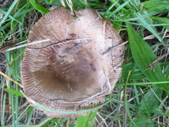 Russula grata