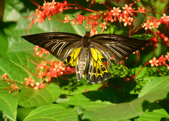 Troides minos