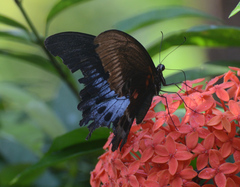 Papilio polymnestor