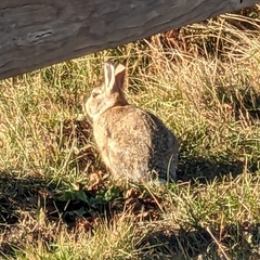 Sylvilagus nuttallii