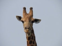 Giraffa camelopardalis giraffa