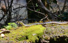 Dendrelaphis