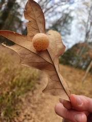 Atrusca quercuscentricola