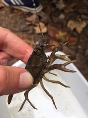 Faxonius virilis