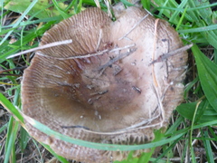 Russula grata