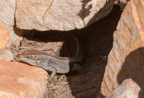Liopholis personata