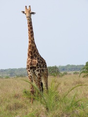 Giraffa camelopardalis giraffa