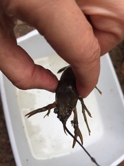 Faxonius virilis