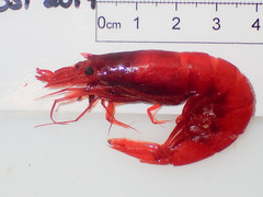 Robustosergia robusta