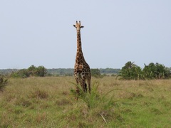 Giraffa camelopardalis giraffa