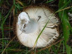 Russula grata
