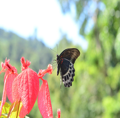 Papilio polymnestor