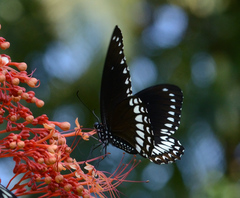 Papilio dravidarum