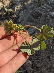Malva