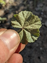 Malva