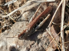 Chorthippus maritimus