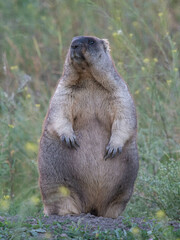 Marmota bobak