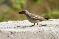 Gymnoris xanthocollis