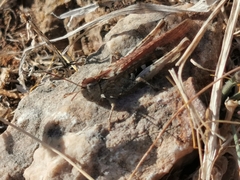 Chorthippus maritimus