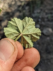 Malva
