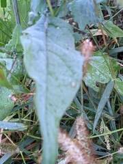 Brassica oleracea