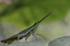 Atractomorpha sinensis